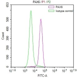 Invitrogen PAX6 Recombinant Rabbit Monoclonal Antibody (22C3) 100 &mu;L;