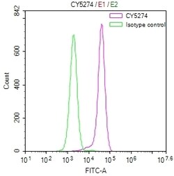 Invitrogen Paxillin Recombinant Rabbit Monoclonal Antibody (32E1) 100 &mu;L;