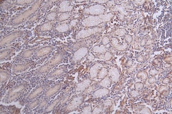 Invitrogen Paxillin Recombinant Rabbit Monoclonal Antibody (32E1) 100 &mu;L;