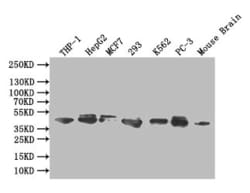 Invitrogen ERK1/ERK2 Recombinant Rabbit Monoclonal Antibody (29B10) 100