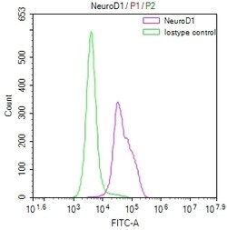 Invitrogen NeuroD1 Recombinant Rabbit Monoclonal Antibody (5D2) 100 &mu;L | Buy Online | Invitrogen&trade; | Fisher Scientific