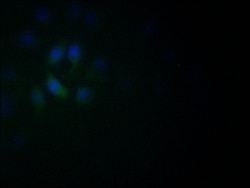 Invitrogen NeuroD1 Recombinant Rabbit Monoclonal Antibody (5D2) 100 &mu;L | Buy Online | Invitrogen&trade; | Fisher Scientific