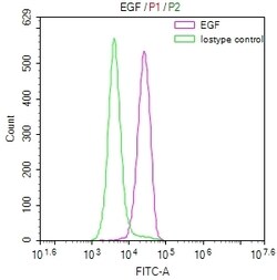 Invitrogen EGF Recombinant Rabbit Monoclonal Antibody (18B12) 100 &mu;L | Buy Online | Invitrogen&trade; | Fisher Scientific