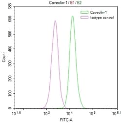 Invitrogen Caveolin 1 Recombinant Rabbit Monoclonal Antibody (2A7) 100