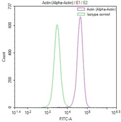 Invitrogen ACTA1 Recombinant Rabbit Monoclonal Antibody (4C1) 100 &mu;L;
