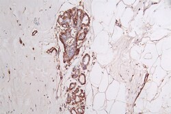 Invitrogen ACTA1 Recombinant Rabbit Monoclonal Antibody (4C1) 100 &mu;L;