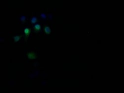 Invitrogen RAN Recombinant Rabbit Monoclonal Antibody (15A8) 100 &mu;L;
