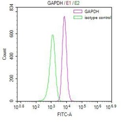 Invitrogen GAPDH Recombinant Rabbit Monoclonal Antibody (9B1) 100 &mu;L;