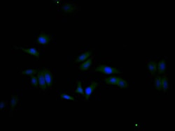 Invitrogen GAPDH Recombinant Rabbit Monoclonal Antibody (9B1) 100 &mu;L;