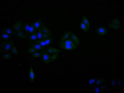 Invitrogen alpha Synuclein Recombinant Mouse Monoclonal Antibody (10E5)