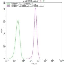 Invitrogen LY6G6D Recombinant Mouse Monoclonal Antibody (2D6) 100 &mu;L | Buy Online | Invitrogen&trade; | Fisher Scientific