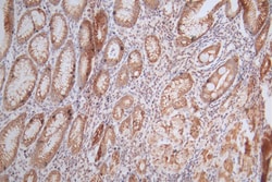 Invitrogen Histone H4 Recombinant Mouse Monoclonal Antibody (14D5) 100