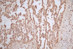 Invitrogen Histone H4 Recombinant Mouse Monoclonal Antibody (14D5) 100