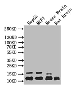 Invitrogen Histone H4 Recombinant Mouse Monoclonal Antibody (14D5) 100