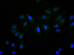 Invitrogen SNRPD1 Recombinant Mouse Monoclonal Antibody (24E2) 100 &mu;L;