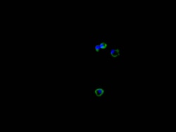 Invitrogen CTLA-4 Recombinant Mouse Monoclonal Antibody (13D6) 100 &mu;L;
