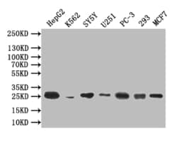 Invitrogen CTLA-4 Recombinant Mouse Monoclonal Antibody (13D6) 100 &mu;L;