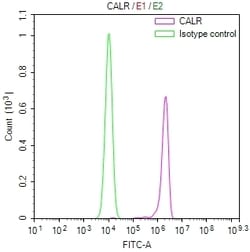 Invitrogen Calreticulin Recombinant Mouse Monoclonal Antibody (2E2) 100