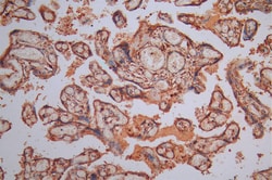 Invitrogen Calreticulin Recombinant Mouse Monoclonal Antibody (2E2) 100