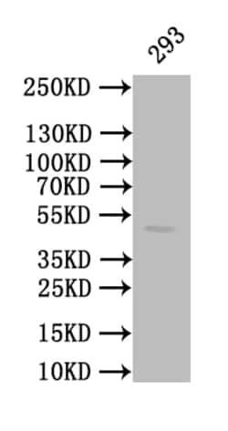 Invitrogen Calreticulin Recombinant Mouse Monoclonal Antibody (2E2) 100