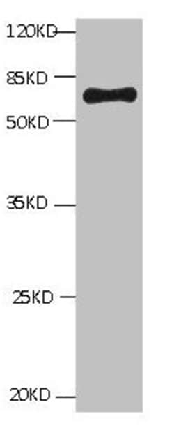 Invitrogen Bovine Serum Albumin Monoclonal Antibody (1D11A1) 100 &mu;g;