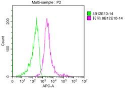 Invitrogen CD223 Monoclonal Antibody (8B12E10) 100 &mu;L; Unconjugated:Antibodies,