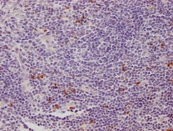 Invitrogen CD223 Monoclonal Antibody (8B12E10) 100 &mu;L; Unconjugated:Antibodies,