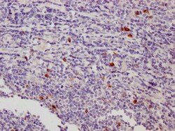 Invitrogen CD223 Monoclonal Antibody (8B12E10) 100 &mu;L; Unconjugated:Antibodies,