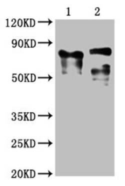Invitrogen CD223 Monoclonal Antibody (8B12E10) 100 &mu;L; Unconjugated:Antibodies,