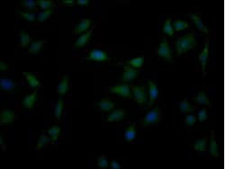 Invitrogen PPA1 Monoclonal Antibody (1H4E1) 100 &mu;L; Unconjugated:Antibodies,