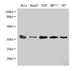 Invitrogen PPA1 Monoclonal Antibody (1H4E1) 100 &mu;L; Unconjugated:Antibodies,