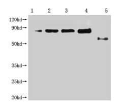Invitrogen M13 Phage coat protein Monoclonal Antibody (4B1D7) 100 &mu;L;