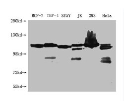 Invitrogen USP6 Monoclonal Antibody (3C3G2) 100 &mu;L; Unconjugated:Antibodies,