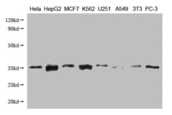 Invitrogen Cytochrome C1 Monoclonal Antibody (27E12D11) 100 &mu;L; Unconjugated:Antibodies,
