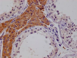 Invitrogen MCM9 Monoclonal Antibody (5H8E10) 100 &mu;L; Unconjugated:Antibodies,