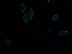 Invitrogen Phospho-PERK (Thr981) Monoclonal Antibody (4A3A10) 100 &mu;L;