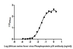 Invitrogen African Swine Fever Virus Structural Protein p54 Monoclonal