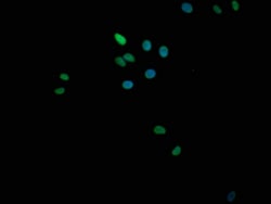 Invitrogen SMURF1 Monoclonal Antibody (1A9H4) 100 &mu;L; Unconjugated:Antibodies,