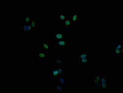 Invitrogen SMURF1 Monoclonal Antibody (1A9H4) 100 &mu;L; Unconjugated:Antibodies,