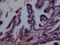 Invitrogen SMURF1 Monoclonal Antibody (1A9H4) 100 &mu;L; Unconjugated:Antibodies,