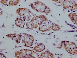 Invitrogen SMURF1 Monoclonal Antibody (1A9H4) 100 &mu;L; Unconjugated:Antibodies,