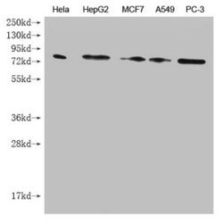 Invitrogen SMURF1 Monoclonal Antibody (1A9H4) 100 &mu;L; Unconjugated:Antibodies,