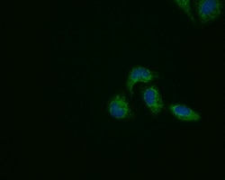Invitrogen PRDX3 Monoclonal Antibody (12A10C12) 100 &mu;L; Unconjugated:Antibodies,