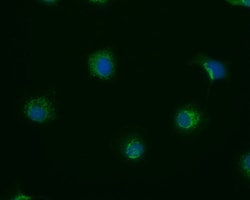 Invitrogen PRDX3 Monoclonal Antibody (12A10C12) 100 &mu;L; Unconjugated:Antibodies,
