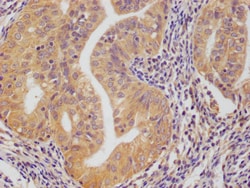 Invitrogen PRDX3 Monoclonal Antibody (12A10C12) 100 &mu;L; Unconjugated:Antibodies,