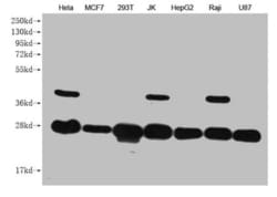 Invitrogen PRDX3 Monoclonal Antibody (12A10C12) 100 &mu;L; Unconjugated:Antibodies,
