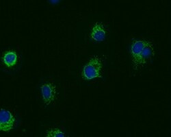 Invitrogen PRDX3 Monoclonal Antibody (6E6E12) 100 &mu;L; Unconjugated:Antibodies,