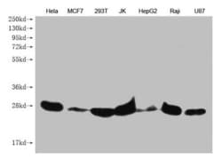 Invitrogen PRDX3 Monoclonal Antibody (6E6E12) 100 &mu;L; Unconjugated:Antibodies,