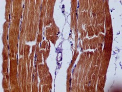 Invitrogen SLN Monoclonal Antibody (14G1A12) 100 &mu;L; Unconjugated:Antibodies,