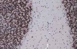 Invitrogen PAX6 Monoclonal Antibody (GT9412) 100 &mu;L; Unconjugated:Antibodies,